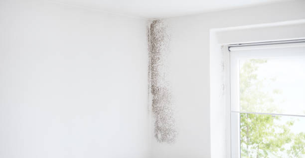 Reliable Chamblee, GA Mold Removal Solutions