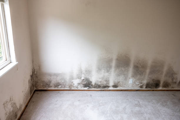 Best Asbestos and Lead Testing During Mold Inspection  in Chamblee, GA