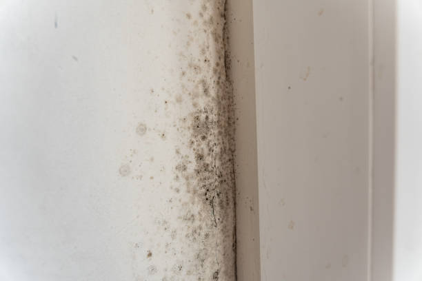 Best Industrial Mold Remediation  in Chamblee, GA